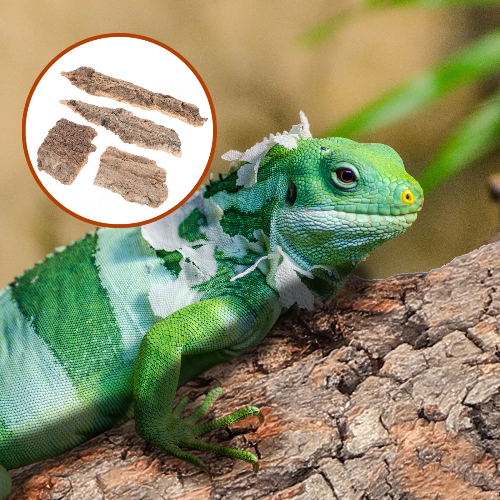 4Pc Natural Cork Bark Flat Reptile Tree Bark Terrarium Fish Tank Driftwood Reptile Platform Bark Pet Terrarium Decors - Image 4